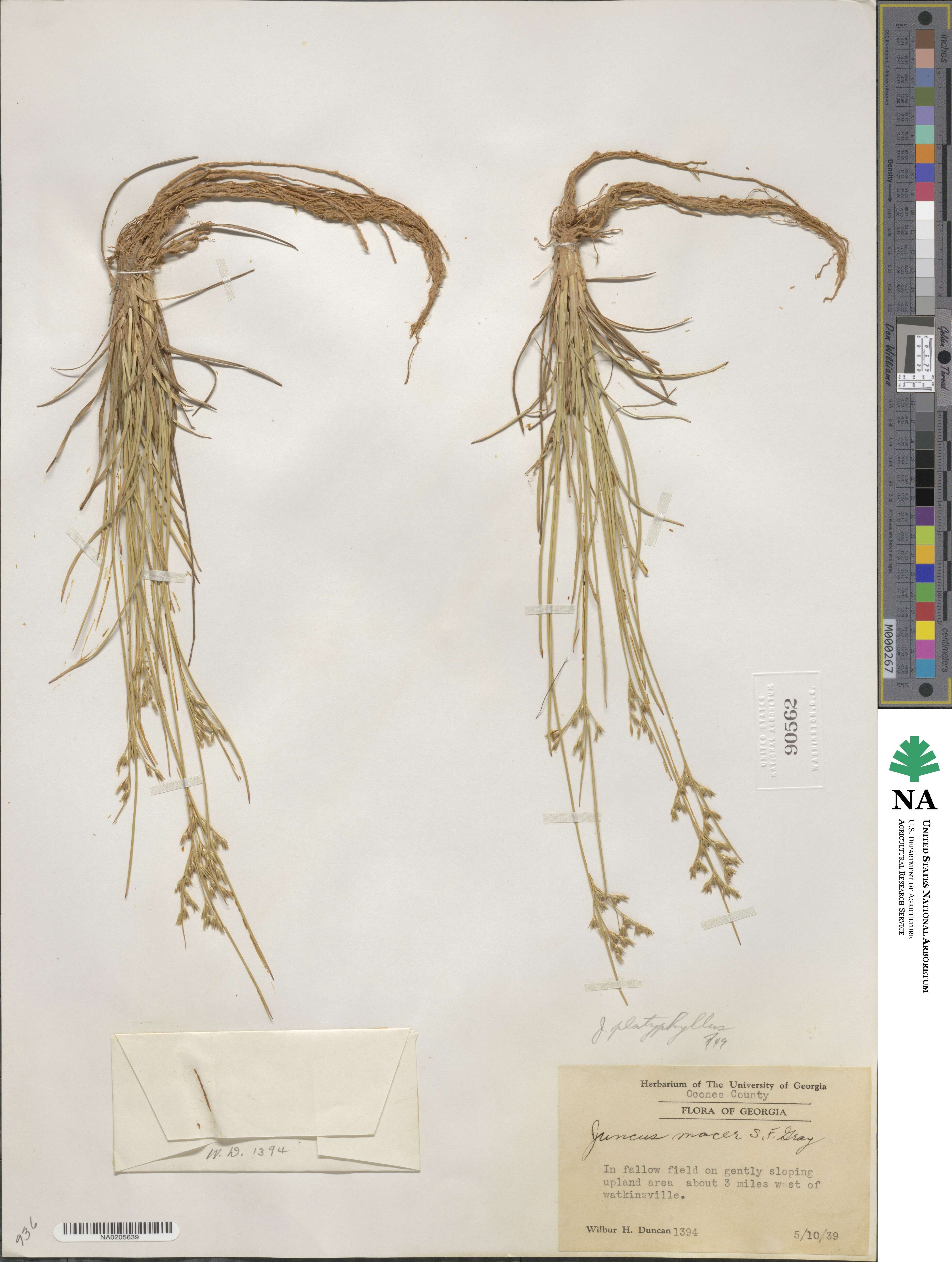 Juncus dichotomus image