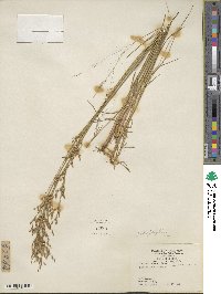 Juncus dichotomus image