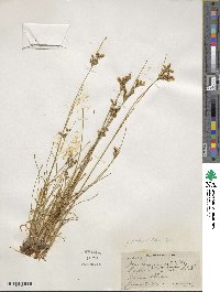 Juncus dichotomus image