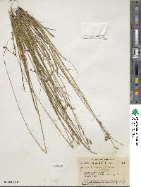 Juncus dichotomus image