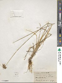 Juncus dichotomus image