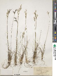 Juncus dichotomus image