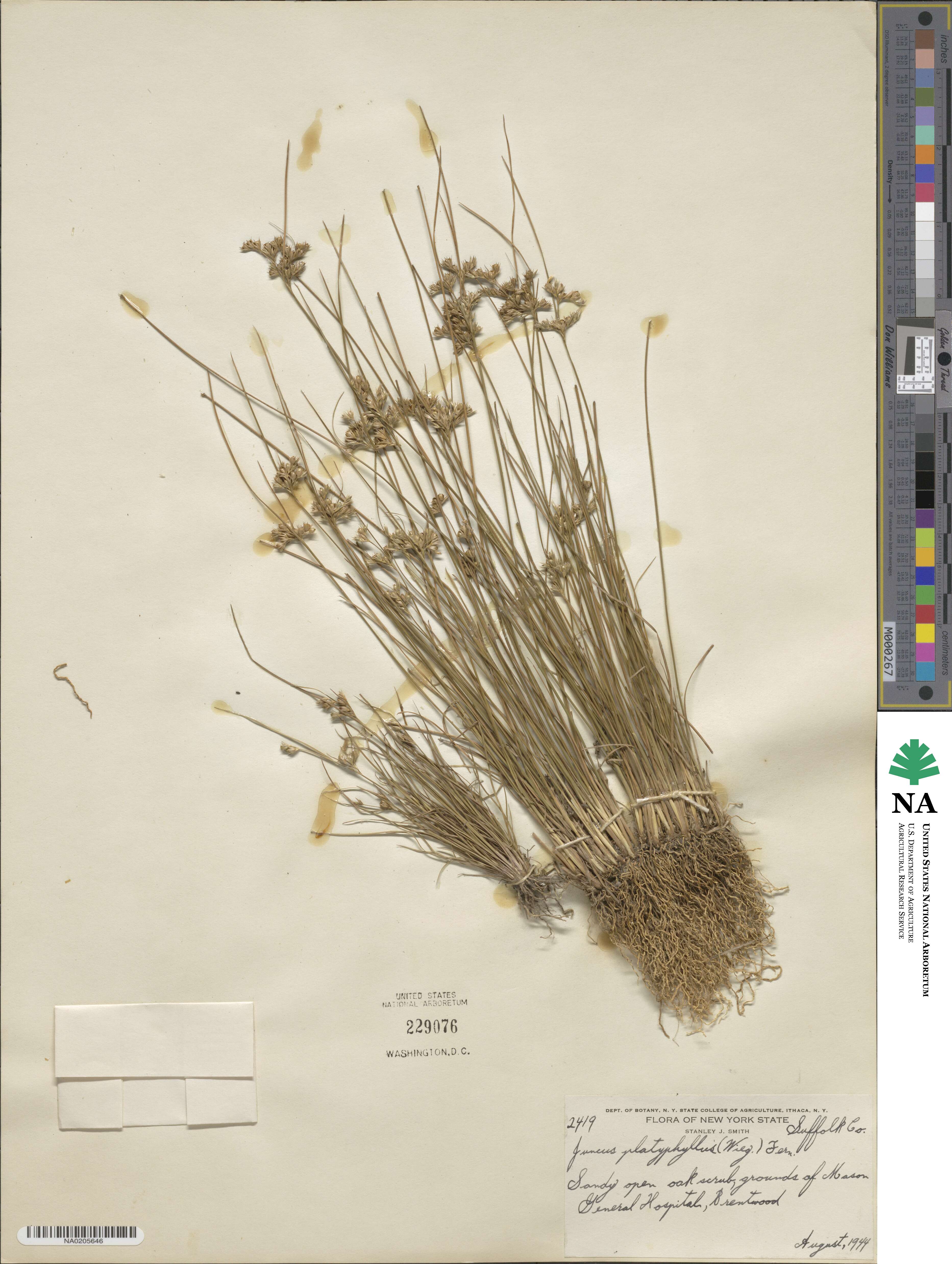 Juncus dichotomus image