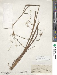 Juncus polycephalus image