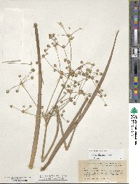 Juncus polycephalus image