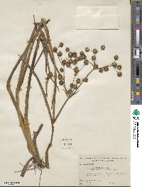 Juncus polycephalus image