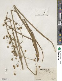 Juncus polycephalus image