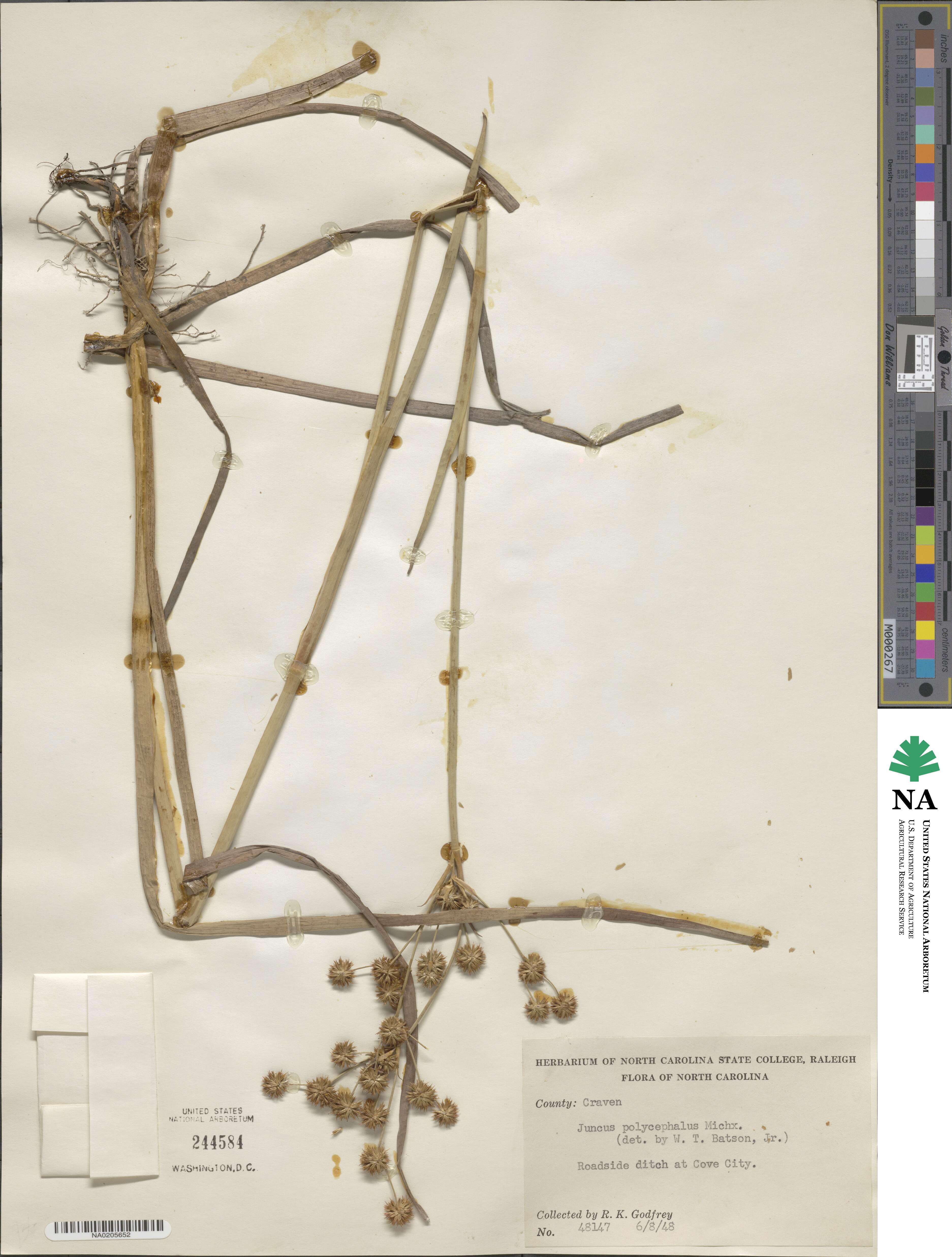 Juncus polycephalus image