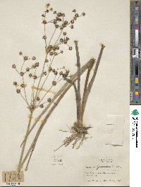 Juncus polycephalus image