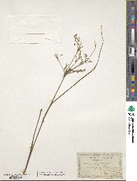 Juncus debilis image