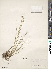 Juncus regelii image