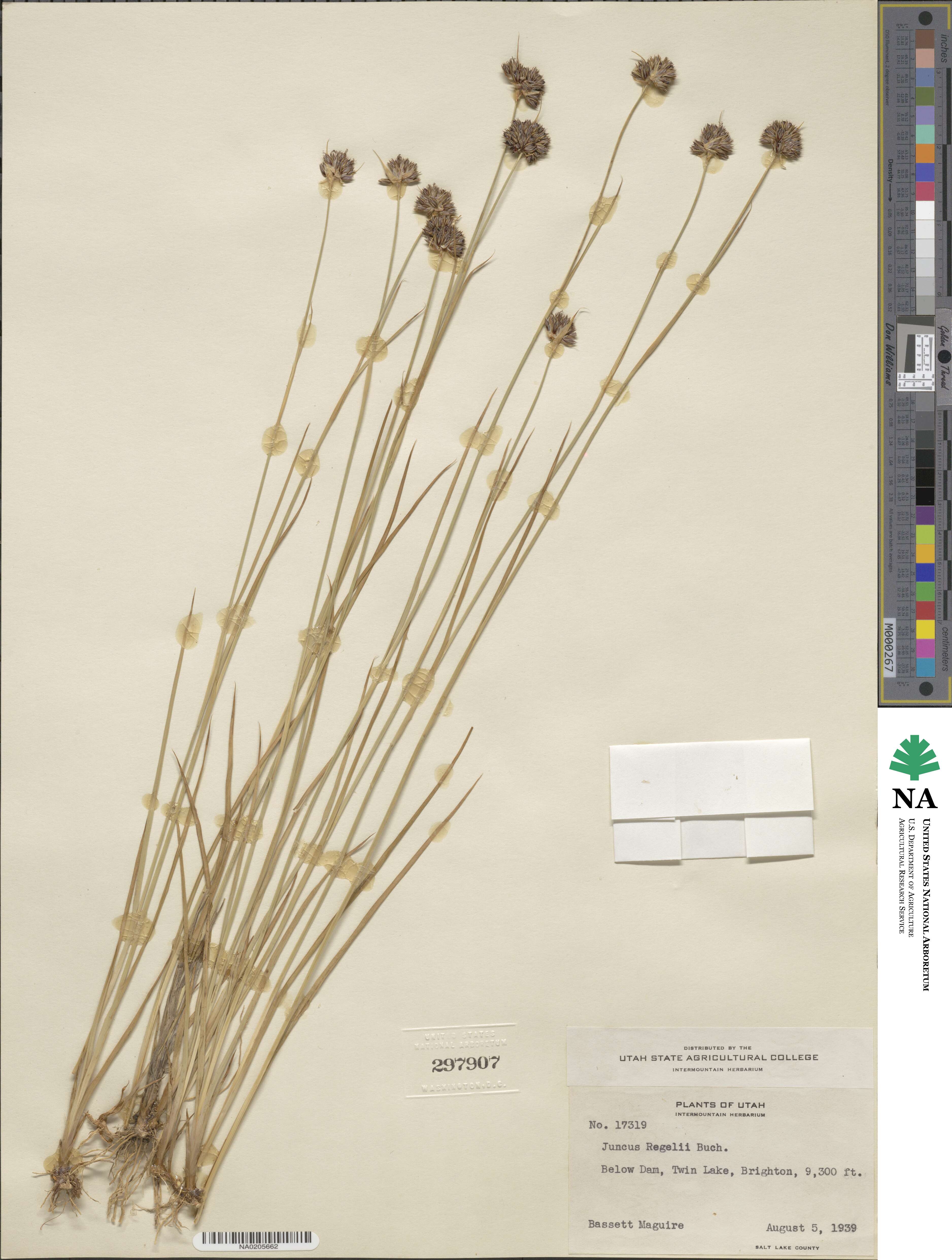 Juncus regelii image