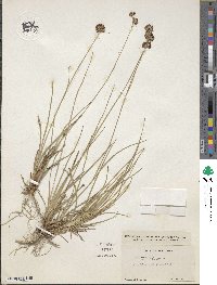 Juncus regelii image