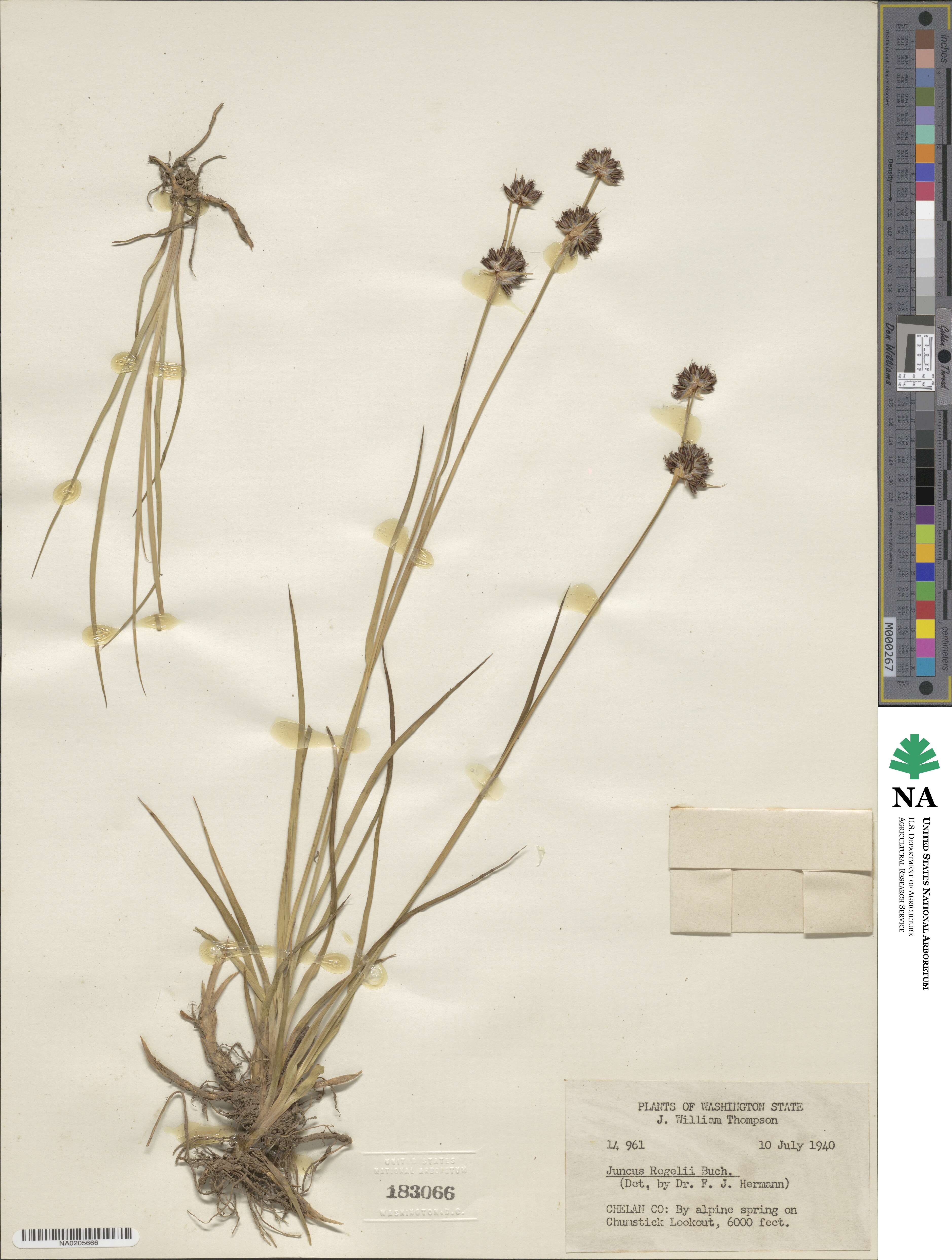Juncus regelii image