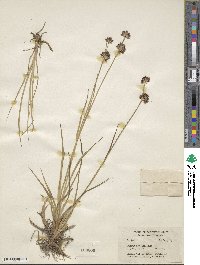 Juncus regelii image