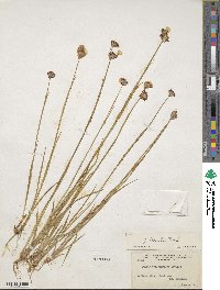 Juncus regelii image