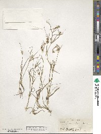 Juncus repens image