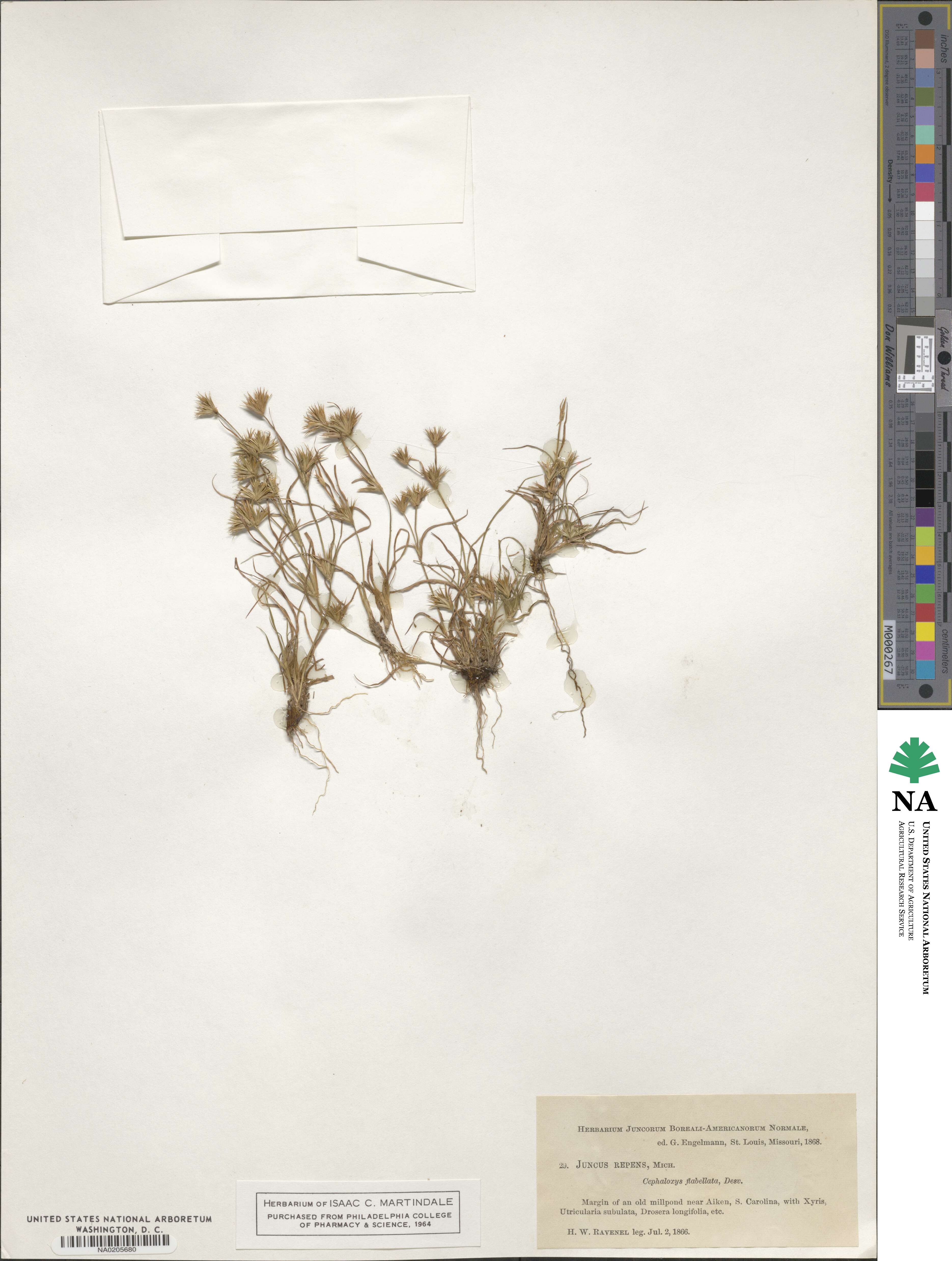 Juncus repens image