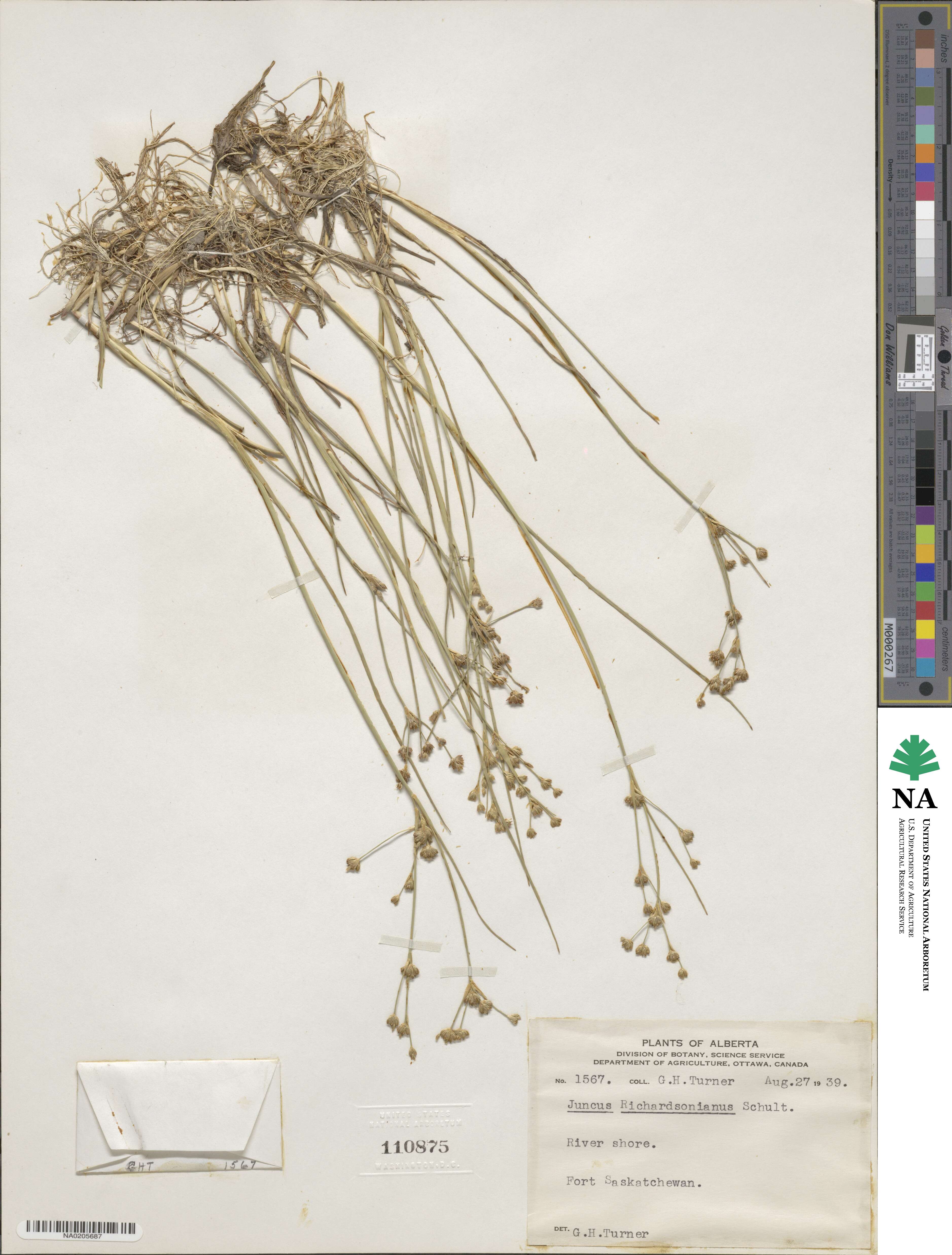 Juncus alpinoarticulatus subsp. americanus image