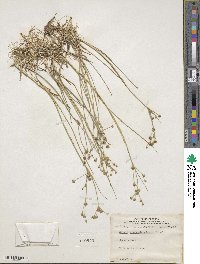 Juncus alpinoarticulatus image