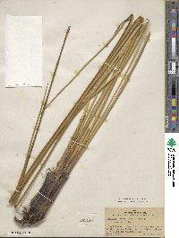 Juncus roemerianus image