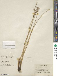 Juncus roemerianus image