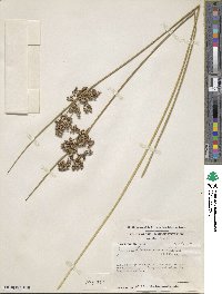 Juncus roemerianus image