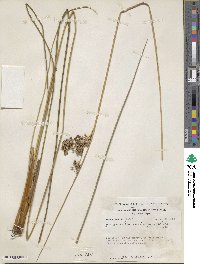 Juncus roemerianus image