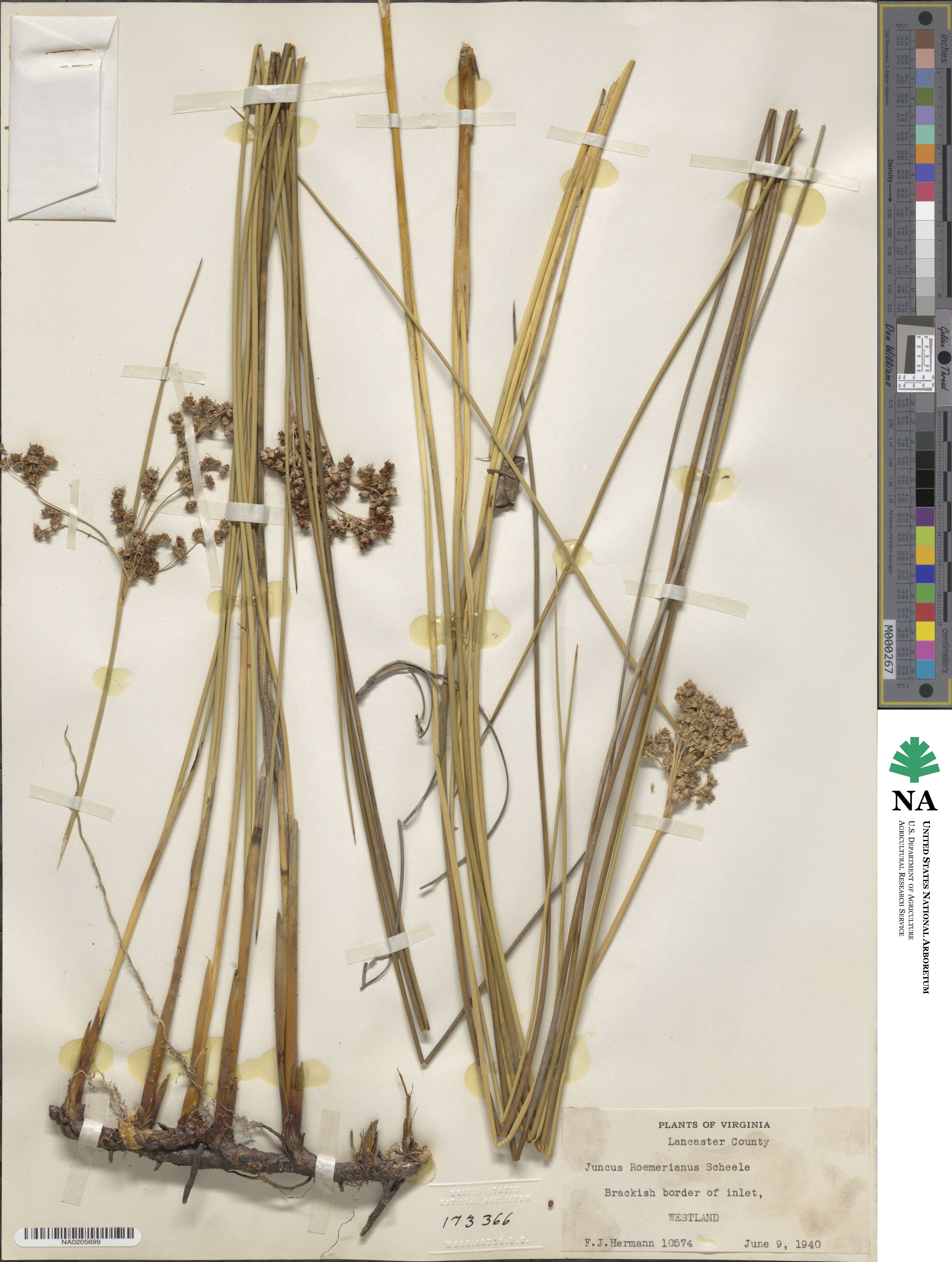 Juncus roemerianus image