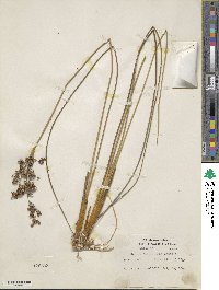 Juncus roemerianus image