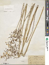 Juncus rugulosus image