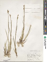 Juncus saximontanus image