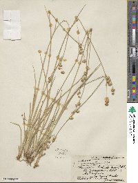 Juncus saximontanus image