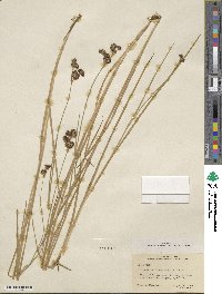 Juncus saximontanus image