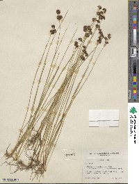 Juncus saximontanus image