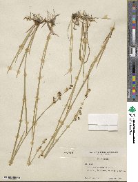 Juncus saximontanus image