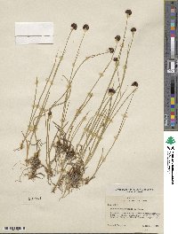 Juncus saximontanus image