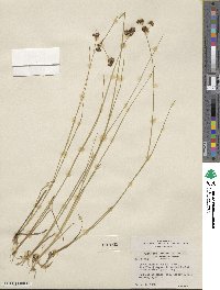 Juncus saximontanus image