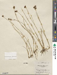 Juncus saximontanus image