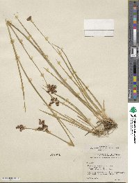 Juncus saximontanus image