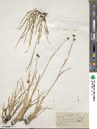 Juncus saximontanus image