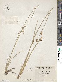 Juncus saximontanus image