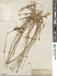 Juncus saximontanus image