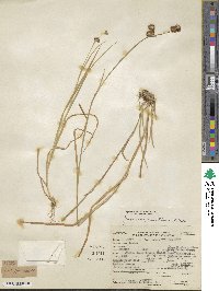 Juncus saximontanus image