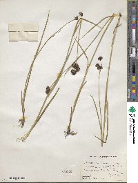 Juncus saximontanus image