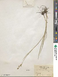 Juncus saximontanus image