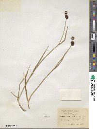 Juncus saximontanus image