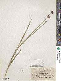 Juncus saximontanus image