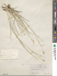 Juncus saximontanus image