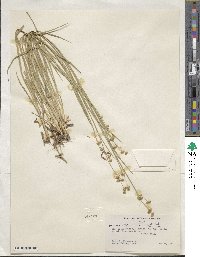 Juncus saximontanus image